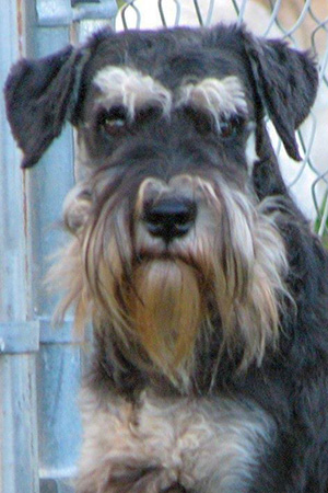 Boy 3