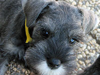 Dachari Schnauzer Picture 11