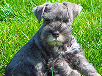 Dachari Schnauzer Picture 12