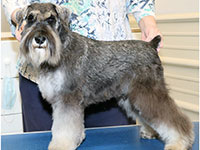 Dachari Schnauzer Picture 1