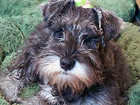 Dachari Schnauzer Picture 3