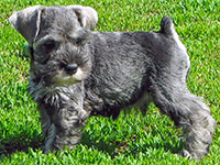 Dachari Schnauzer Picture 4