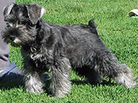 Dachari Schnauzer Picture 7