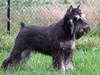 Dachari Schnauzer Picture 8