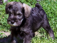 Dachari Schnauzer Picture 9