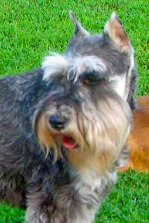 Phoebe