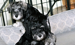 Pup 10