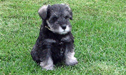 Pup 1