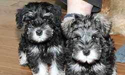 Pup 2