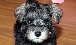 Pup 5