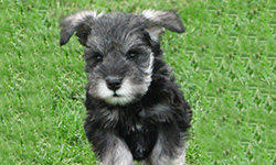 Pup 8
